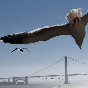 Meet your Posher, Jamison